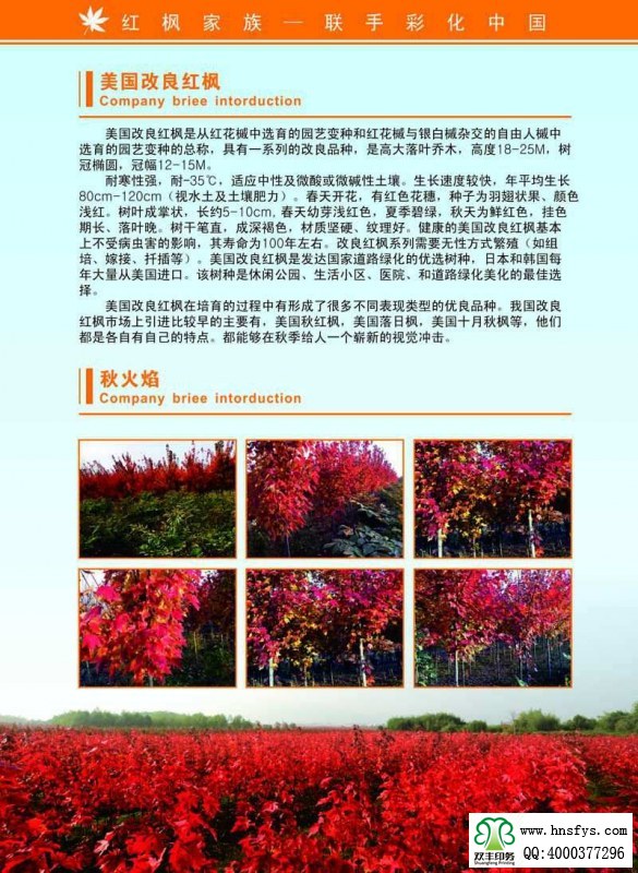 河南印刷廠：紅楓家族 宣傳畫冊(cè)